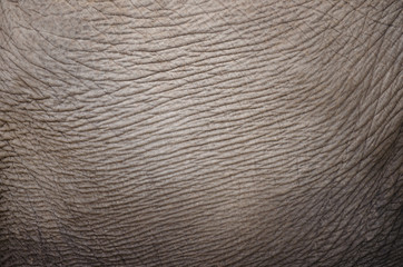 Elephant Skin Hide Leather Closeup