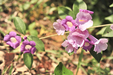 Garlic vine violet flower
