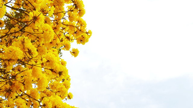 Yellow tabebuia flower blossom