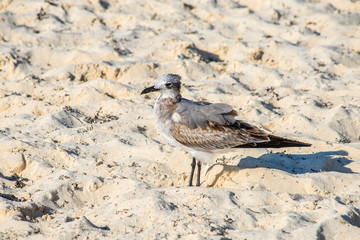 Seagull on beach sand looking for food. Location: Playa Del Carm
