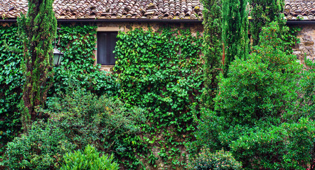 old house with ivy