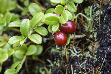 Bush cranberries on an old stump