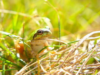 アマガエル　屋外