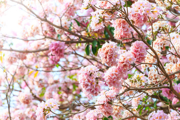 Pink trumpet flower or tatebuia rosea