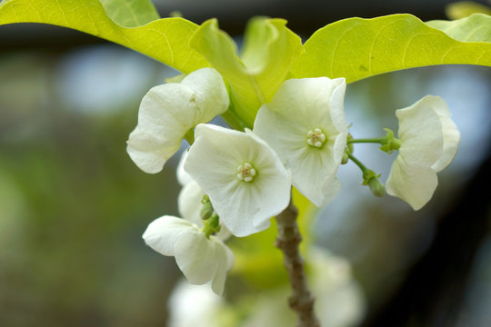 White flower of Vallaris solanacea (Roth) Kuntze.