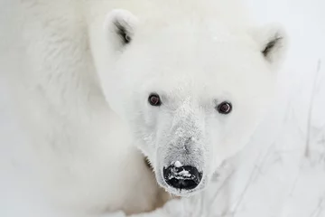 Selbstklebende Fototapete Eisbär Männlicher Eisbär in freier Wildbahn. Kanada.