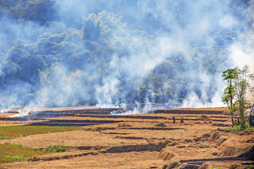 Farmers burning fields to prepare for cultivation,another cause of global warming