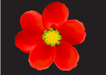 greeting card 5 © veteran96