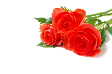 rose isolated on white background