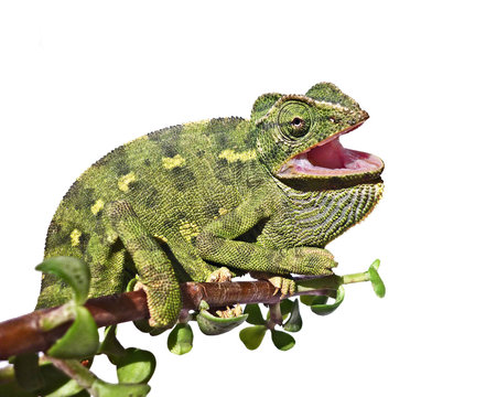 Chameleon on branch