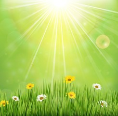 Fototapeta premium Spring background with flowers in meadow and pine trees