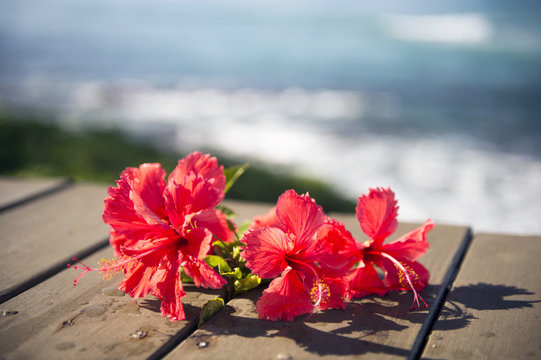 Red hibiscus and the sea-3