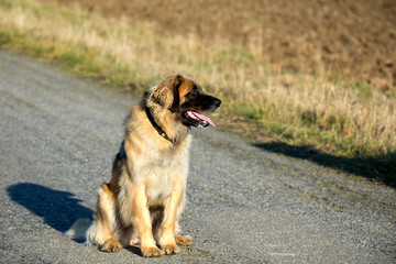 purebred Leonberger dog outdoors