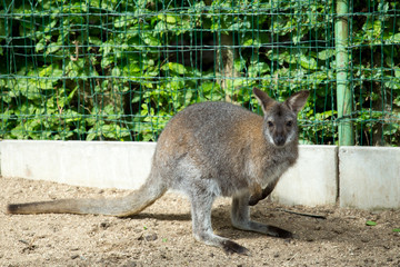 grazzing Red-necked Wallaby