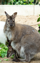 grazzing Red-necked Wallaby