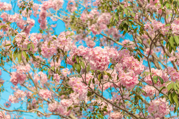 Tabebuia rosea is a Pink Flower neotropical tree