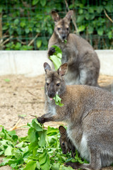 grazzing Red-necked Wallaby
