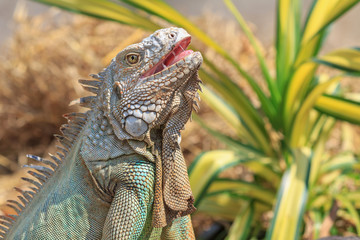 Close-up of green iguana (Iguana iguana)