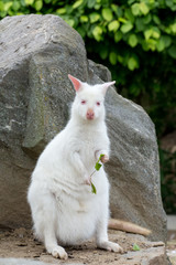 Closeup of a Red-necked Wallaby white albino female