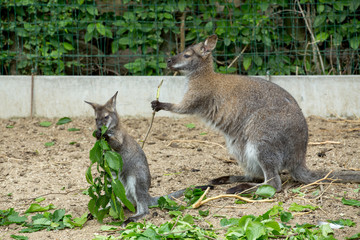 Naklejka na ściany i meble Red-necked Wallaby baby grazing