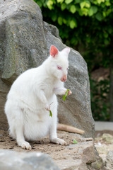 Closeup of a Red-necked Wallaby white albino female