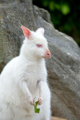 Obraz premium Closeup of a Red-necked Wallaby white albino female