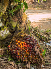 Close up of Palm Oil fruits.
