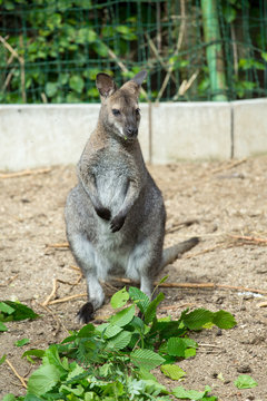 grazzing Red-necked Wallaby