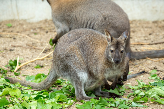 grazzing Red-necked Wallaby