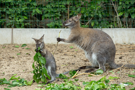 Red-necked Wallaby baby grazing