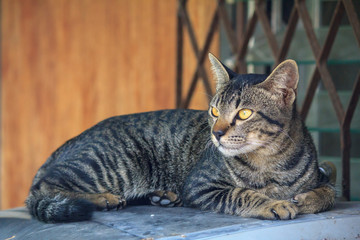 thai cat
