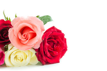 Different color roses on white background