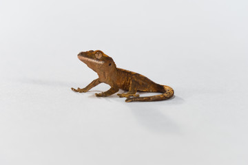 Obraz premium Crested Gecko