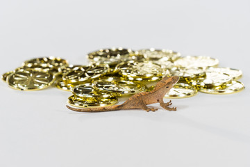 Gecko Has Gold