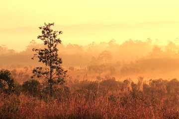 Fototapeta na wymiar Tree in the golden sunlight and fog in the morning