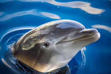 Crédence de cuisine en verre imprimé Dauphin delphing souriant oeil gros plan portrait
