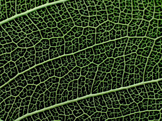 Texture or structure of a skeleton leaf.