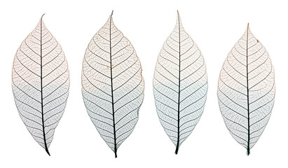 Skeleton leaves isolated on white. Set of decorative skeleton leaf isolated on white.
