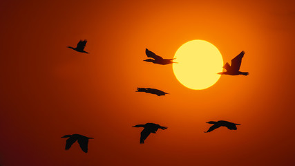 Silhouette Of Great Cormorant with Rising Sun