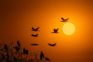 Silhouette Of Great Cormorant with Rising Sun