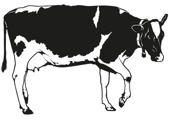 Spotted Milk Cow - Black and White Illustration, Vector