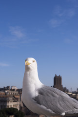 Seagull with background of view from Altare della Patria of the Roman Forum.