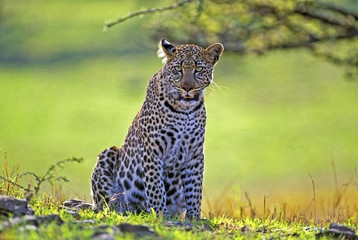 African Leopard in savannah