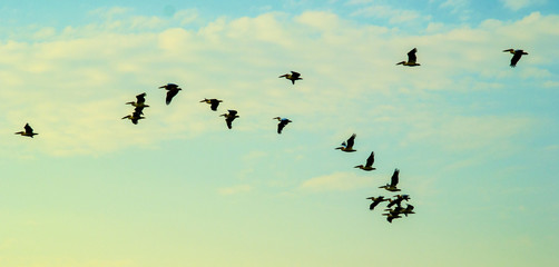 flock of pelicans in the sky