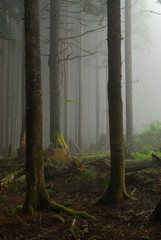In the dark misty forest. Larch Mountain Road, Oregon.