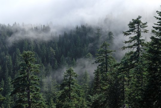 Fototapeta Mgła pokrywa las. Widok na mglisty las z Modrzewia. Stany Zjednoczone, Pacific Northwest, Oregon.