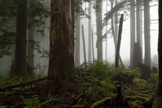 Fototapeta In the dark misty forest. Larch Mountain Road, Oregon.