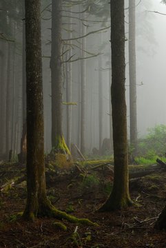 Fototapeta In the dark misty forest. Larch Mountain Road, Oregon.