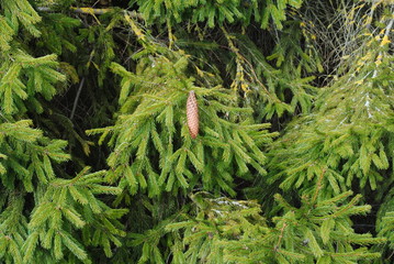 Tanne mit Tannenzapfen