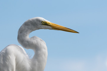 Fototapeta premium Great Egret head shot with blue sky background taken in Florida, USA.